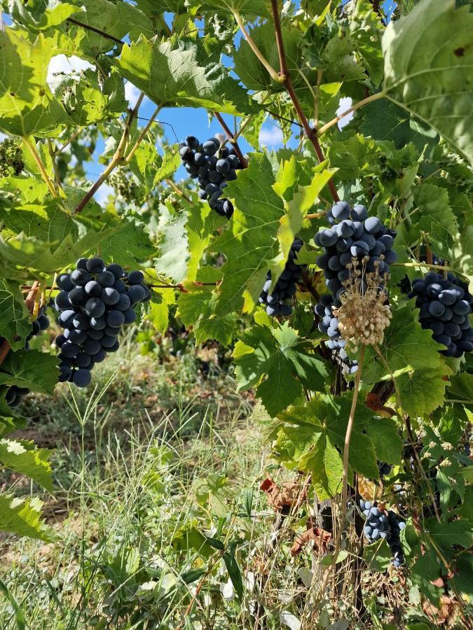 Escapade Entre Vignes Et Mer Corme-Royal Luaran gambar