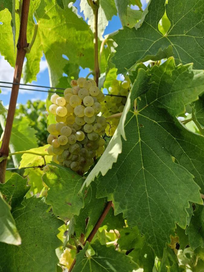 Escapade Entre Vignes Et Mer Corme-Royal Luaran gambar